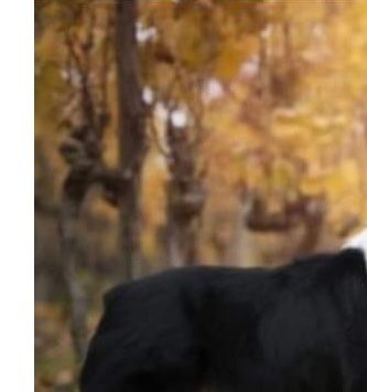 Thorin är Champion röntgad med A höfter samt Ed Ua. 
Thorin har verkligen ett temperament man önskar i Masen 